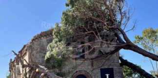 Madonna del Pino, Cervia: L’intervento sui pini caduti a causa del maltempo è fissato per domani