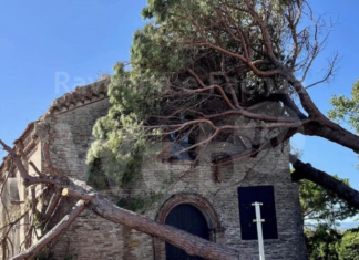 Madonna del Pino, Cervia: L’intervento sui pini caduti a causa del maltempo è fissato per domani