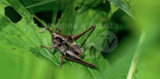 Coldiretti: Sull’agricoltura di collina ora anche la piaga delle cavallette