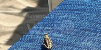 Le cavallette invadono le spiagge della Romagna, allarme in diverse zone | VIDEO