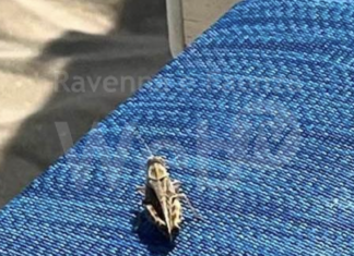 Le cavallette invadono le spiagge della Romagna, allarme in diverse zone | VIDEO