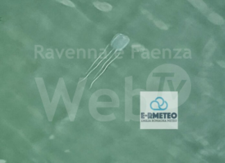 Avvistata nel porto canale di Ravenna una cubomedusa