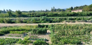 Faenza: Assoluto divieto di realizzare orti nelle golene e sugli argini dei corsi d’acqua