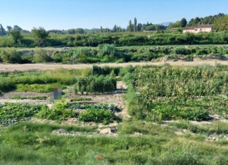 Faenza: Assoluto divieto di realizzare orti nelle golene e sugli argini dei corsi d’acqua