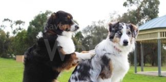 Concluso il nono corso per proprietari di cani: 28 i partecipanti