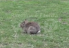 Parco Bucci: catturati 441 conigli