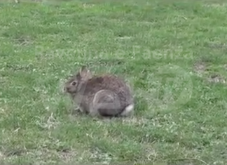 Parco Bucci: catturati 441 conigli