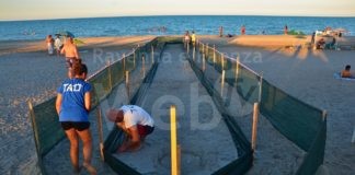 Un corridoio per aiutare le tartarughe marine neonate a raggiungere il mare