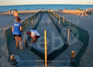 Un corridoio per aiutare le tartarughe marine neonate a raggiungere il mare