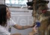 Ora la toelettatura per cani è anche a domicilio