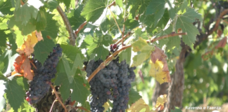6.5 milioni a sostegno delle imprese vitivinicole dell’Emilia-Romagna