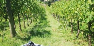 Vino, Coldiretti: Bene delibera della regione per la ristrutturazione dei vigneti