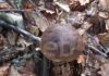 Ausl Romagna: dal 2 ottobre apertura di altri sportelli micologici per i raccoglitori di funghi