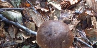 Ausl Romagna: dal 2 ottobre apertura di altri sportelli micologici per i raccoglitori di funghi