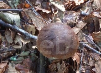 Ausl Romagna: dal 2 ottobre apertura di altri sportelli micologici per i raccoglitori di funghi