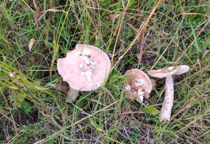 Amanita vaginata