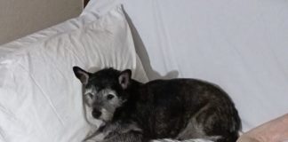 Anziana ammalata non può portare fuori il suo cane Bacco, molti volontari si mobilitano per aiutarla