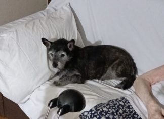 Anziana ammalata non può portare fuori il suo cane Bacco, molti volontari si mobilitano per aiutarla