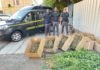 GDF Ravenna: intensificati i controlli sul territorio. Individuata anche una coltivazione di marijuana