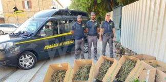 GDF Ravenna: intensificati i controlli sul territorio. Individuata anche una coltivazione di marijuana