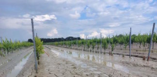 Alluvione e dissesto idrogeologico: tecnici agrari ravennati riuniti per il post-emergenza