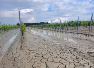 Alluvione e dissesto idrogeologico: tecnici agrari ravennati riuniti per il post-emergenza