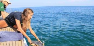 Cervia, la giovane tartaruga marina Popcorn è stata rimessa in mare aperto