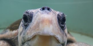 Domenica a Marina una “Colazione con la tartaruga”