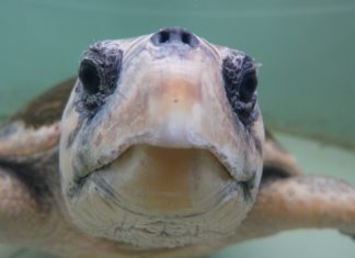 Domenica a Marina una “Colazione con la tartaruga”