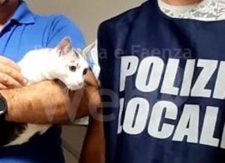 Rifiuta di restituire il gatto ai legittimi proprietari, interviene la Polizia locale
