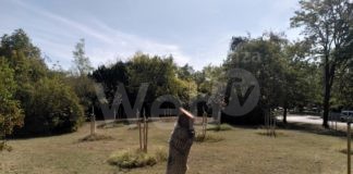 Faenza Eco-logica: alberelli lasciati morire di sete al Parco Ferucci. Colpa degli appalti al ribasso?