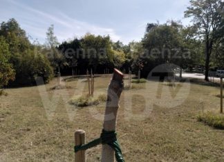 Faenza Eco-logica: alberelli lasciati morire di sete al Parco Ferucci. Colpa degli appalti al ribasso?