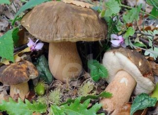 A Lugo torna la Mostra del Fungo