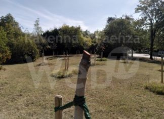 Faenza Eco-logica: 40 alberelli piantati l’inverno scorso svettano ora secchi nel Parco Ferucci