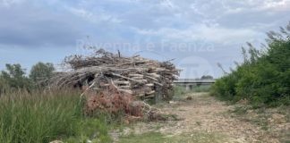 Lettera in redazione. La segnalazione di Ricci Alan: Grande catasta di alberi nel fiume Lamone