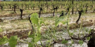 Caldo: Coldiretti, il terzo autunno piu bollente dal 1800