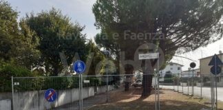 6 pini compromessi in viale Europa a Lugo: il taglio nei prossimi giorni