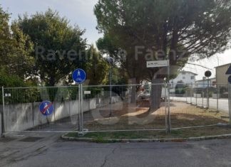 6 pini compromessi in viale Europa a Lugo: il taglio nei prossimi giorni