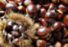 Castagne: annata generosa per l’alta collina faentina
