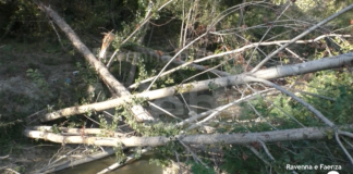A quasi 5 mesi dall’alluvione il Sintria ricoperto da vegetazione e da alberi crollati nel torrente