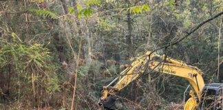 Italia Nostra: “Abbattimenti massicci di alberi anche secolari a Milano Marittima: che ne sarà della “Città giardino”?”