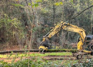 Italia Nostra: “Abbattimenti massicci di alberi anche secolari a Milano Marittima: che ne sarà della “Città giardino”?”