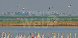 La Regione Emilia-Romagna e l’Ente Parco acquisiscono la concessione d’uso della penisola di Boscoforte