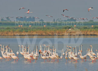 La Regione Emilia-Romagna e l’Ente Parco acquisiscono la concessione d’uso della penisola di Boscoforte