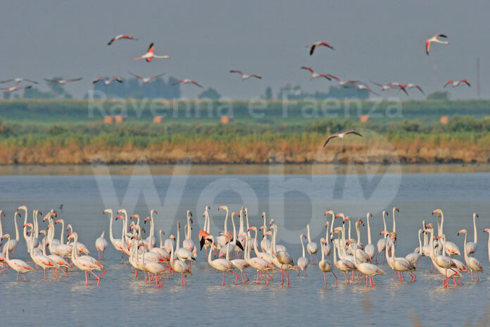 Fenicotteri_Flavio-Bianchedi-1
