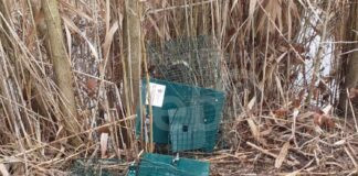 Vandalismi ai danni di Life Green4blue. Animalisti distruggono le gabbie per la cattura delle nutrie