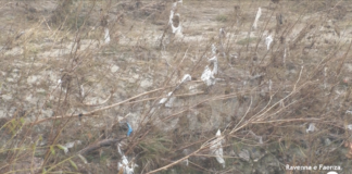 Le sponde del Senio piene di plastica a Isola dopo gli allagamenti di novembre