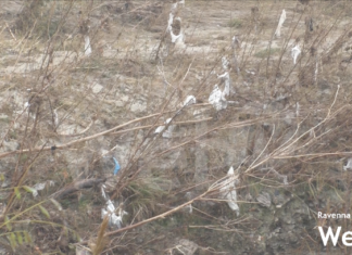 Le sponde del Senio piene di plastica a Isola dopo gli allagamenti di novembre