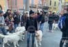 Ritrovo spontaneo in piazza del Popolo di Golden Retriever con i loro proprietari…