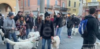 Ritrovo spontaneo in piazza del Popolo di Golden Retriever con i loro proprietari…